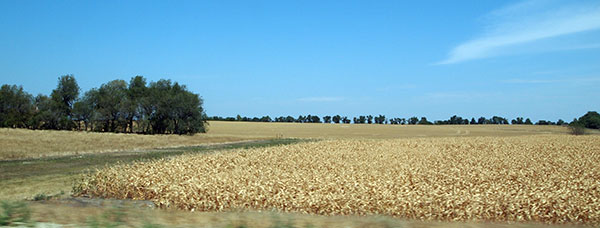 Dead Kansas cornfield
