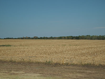 more dead KS corn